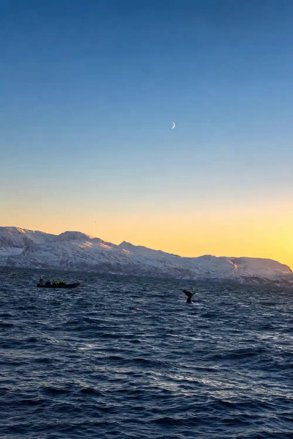 A distant boat and a whale blow on a pale evening sea