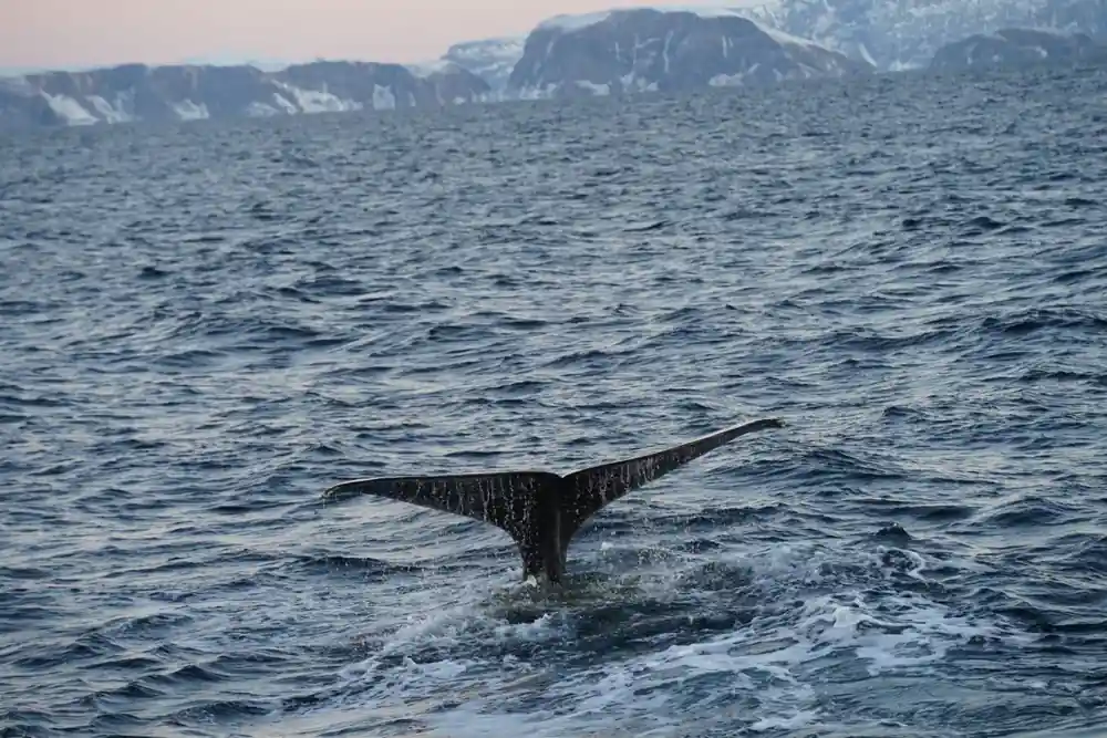 A humpback fluke going down close to the boat