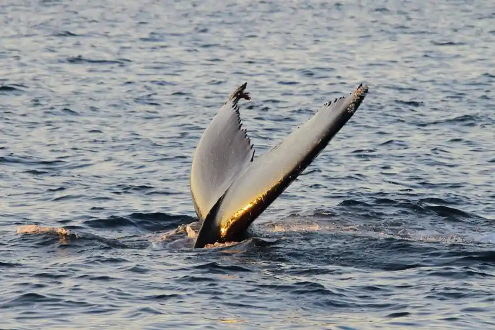 A humpback fluke held vertical against a grey sea
