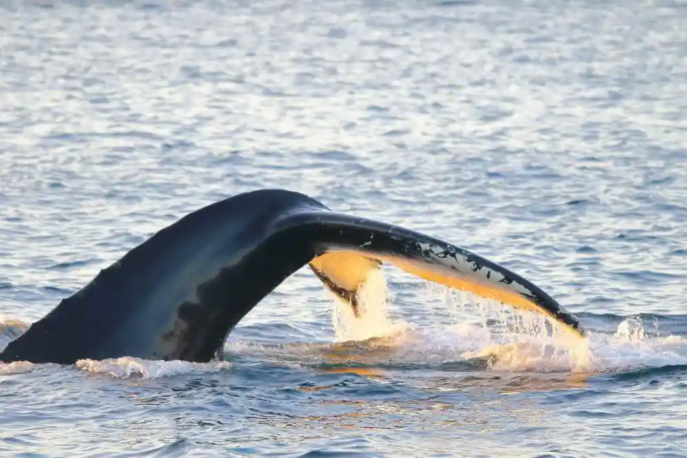 A humpback fluke raised as the animal dives