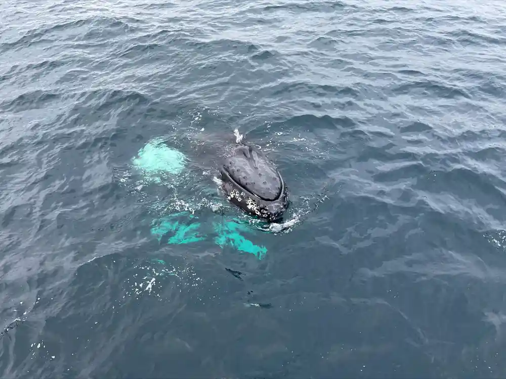 A humpback at the surface with its flippers glowing turquoise beneath