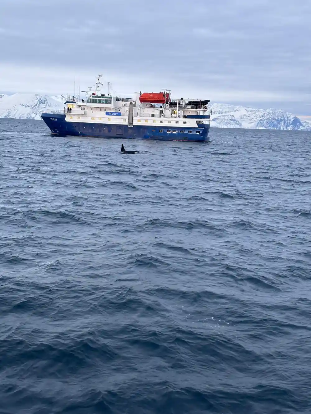 A large vessel with orcas surfacing in the water beside it