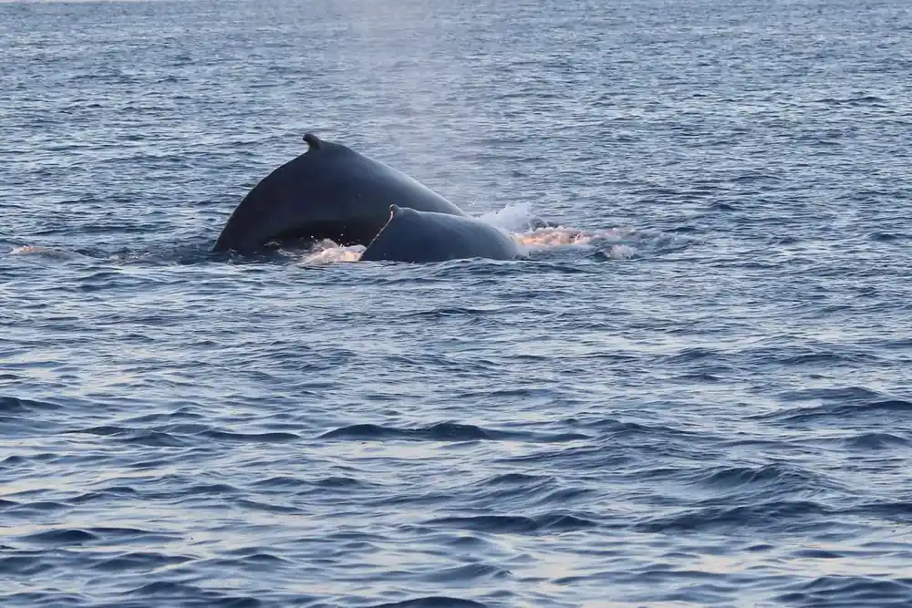 The long back and small dorsal fin of a humpback rolling forward