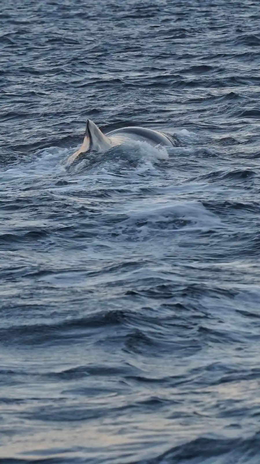 An orca rolling at the surface in choppy water