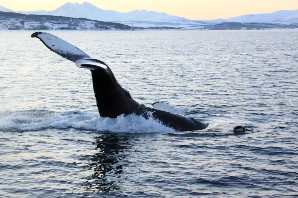 An orca surfacing hard with its dorsal fin clear of the water