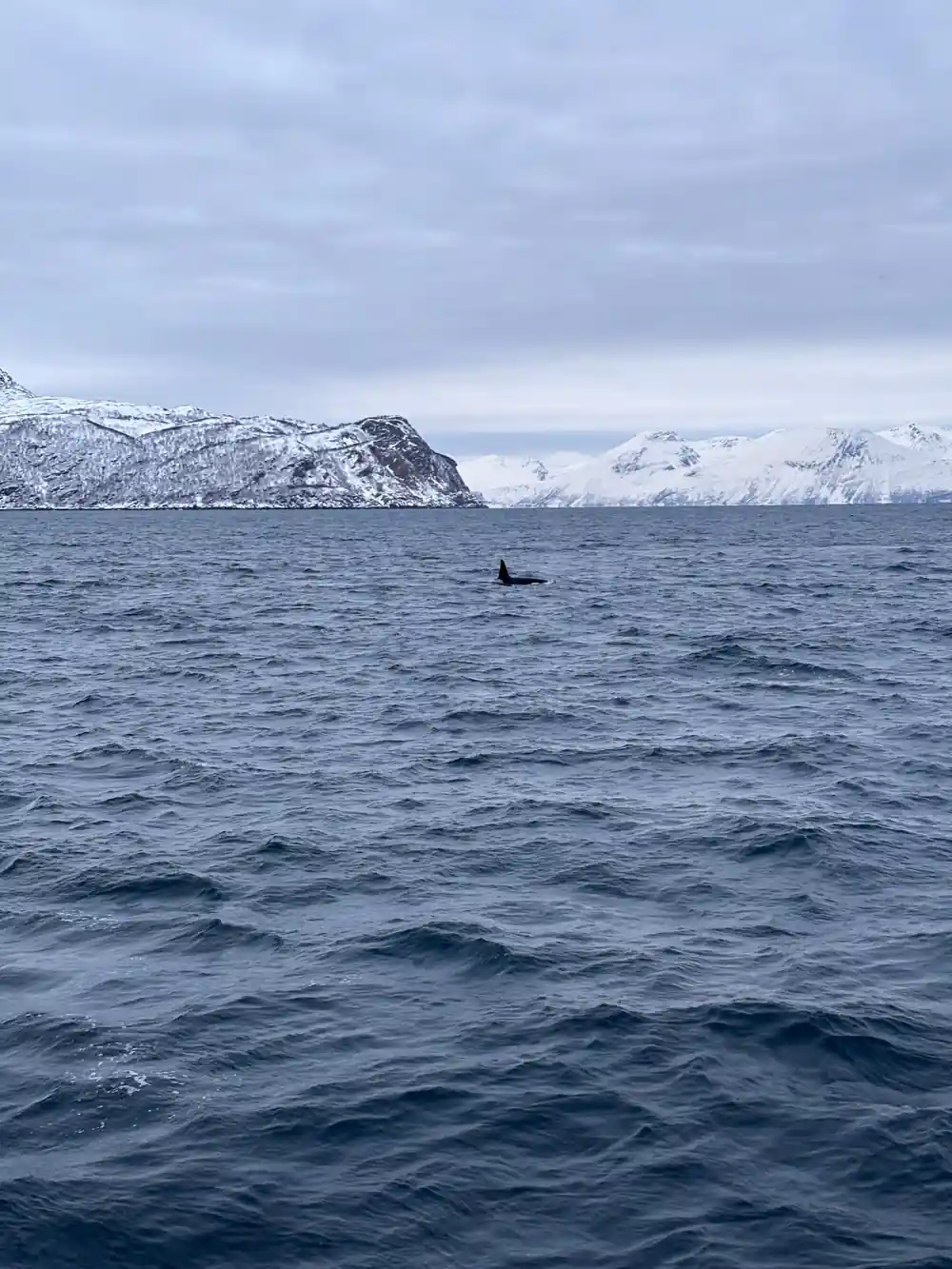 Orcas surfacing below a snow-covered headland