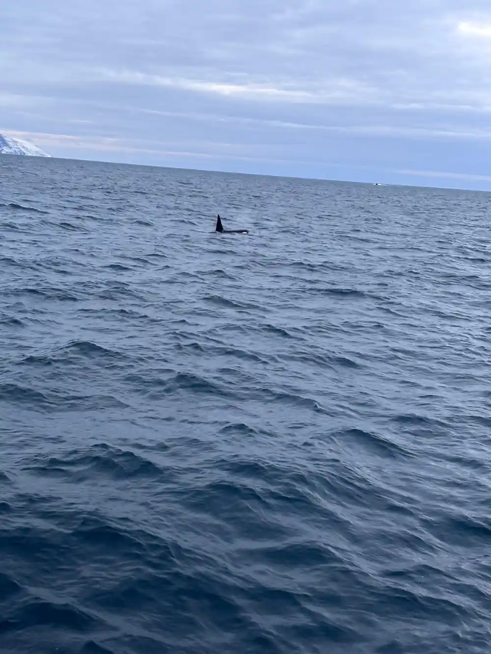 A single orca fin far out on a wide grey sea
