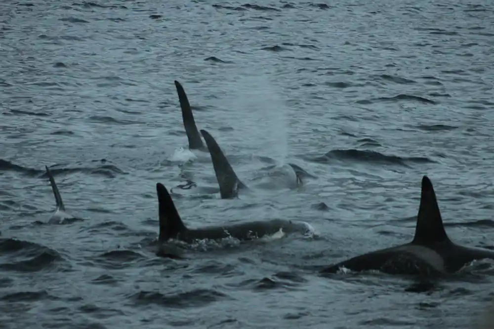 Three orca dorsal fins cutting the surface together