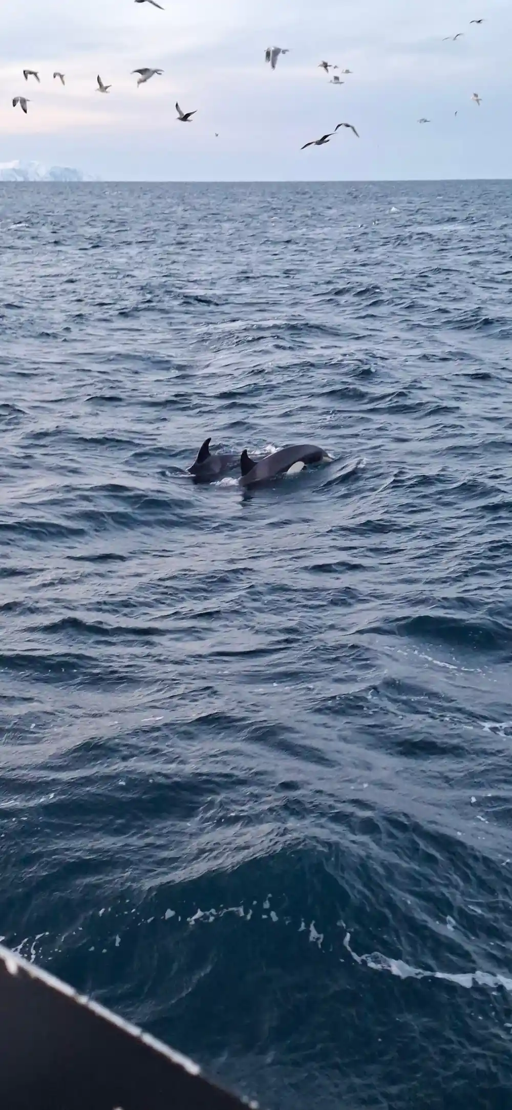 Two orcas surfacing together in ruffled water