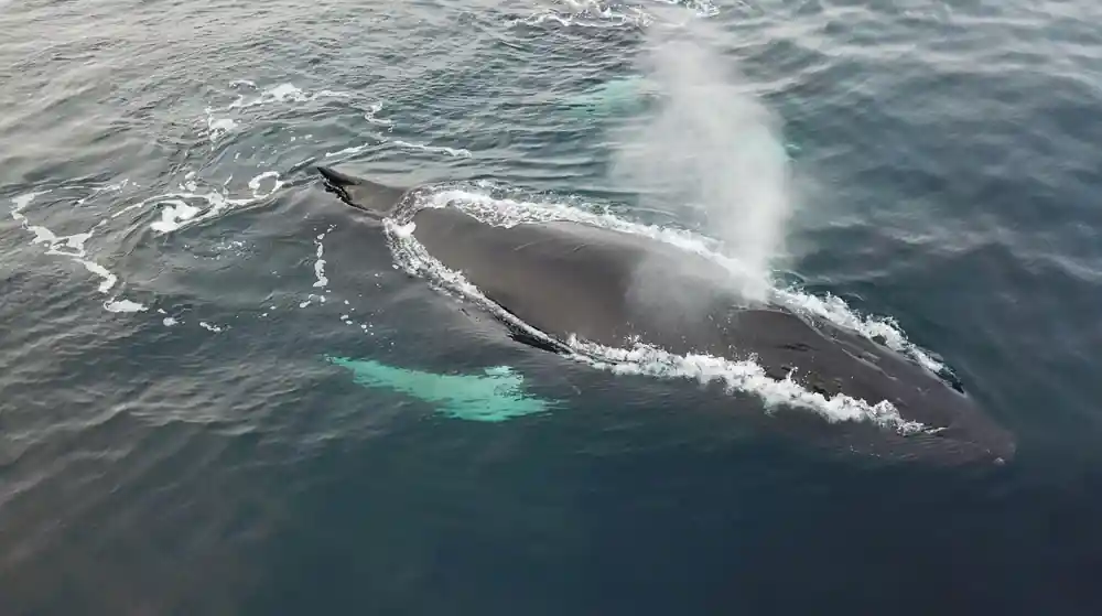 A whale blowing at the surface with its back awash