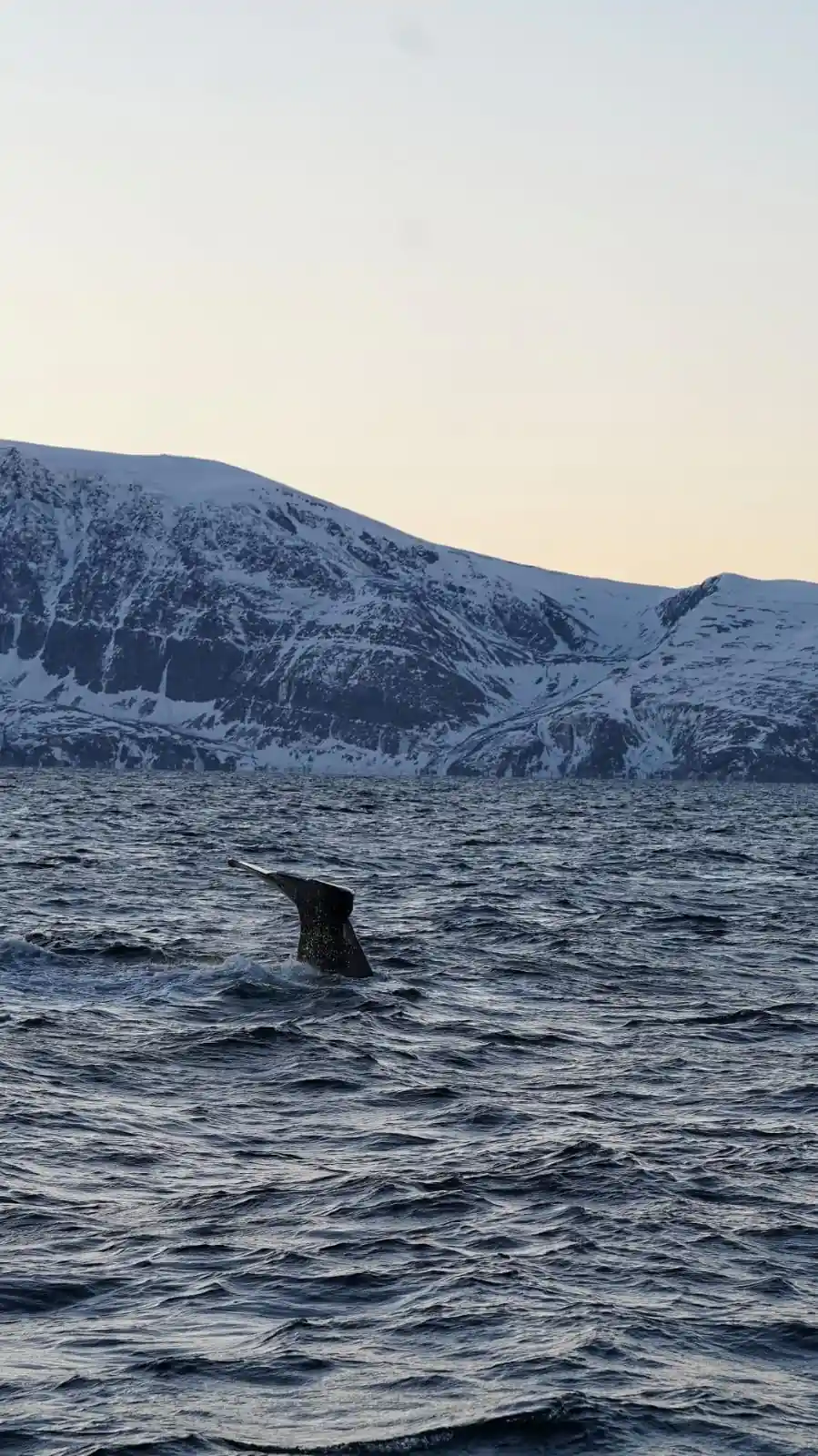 A whale fluke against a steep snow slope behind