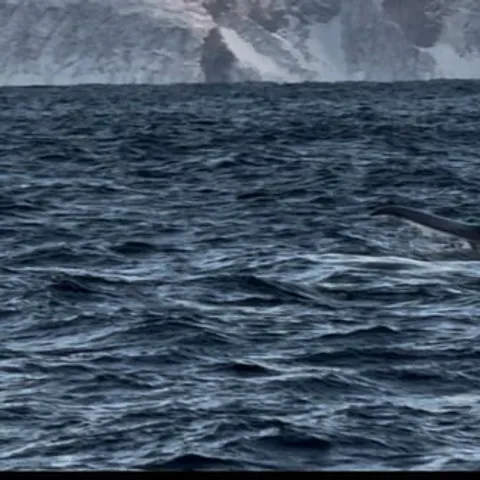 A whale's tail as it dives