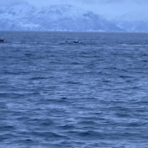 Whales surfacing in the distance below the Lyngen Alps