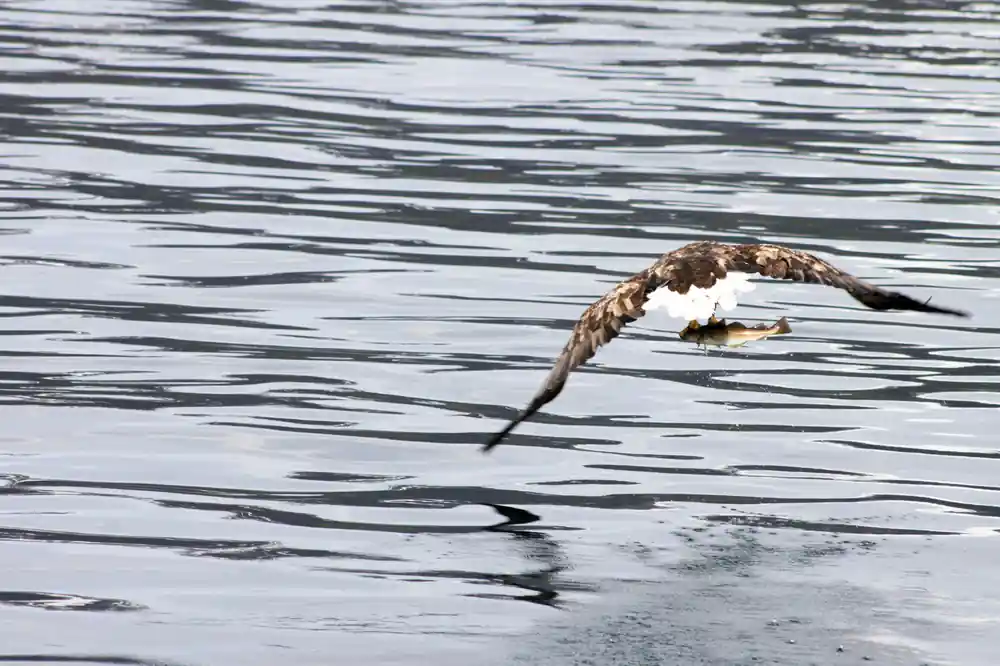 A white-tailed sea eagle low over the water